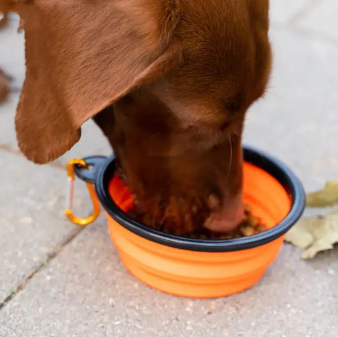 Outdoor Portable Folding Bowl For Dogs And Cats With Keychain